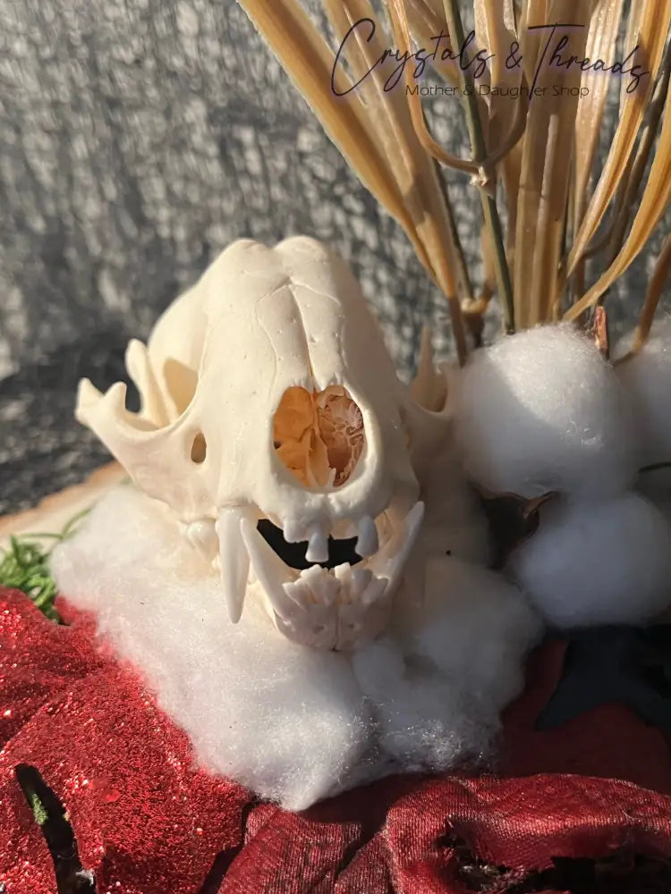 Taxidermy Racoon Skull Display